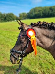 Kinderpony Dülmener Wildpferd zur Verfügung/ Reitbeteiligung