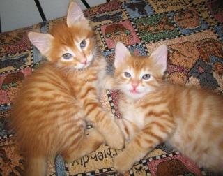 Süsse Türkisch Angora Katzenbabys