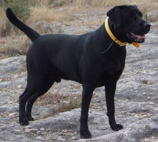 Labrador Deckrüde schwarz mehrfacher Champion