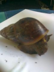 Achat Schnecken achatina-fulica