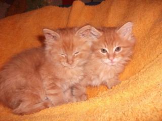 Noch zwei Maine Coon Traumkitten