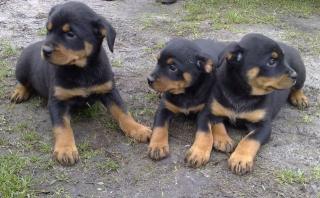 Rottweiler Welpen bereit für neue und schöne Häuser xmas