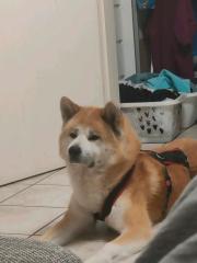 Akita inu Rüde hund