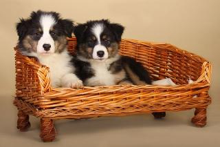 Australian Shepherd Welpen.