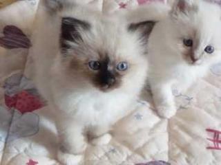 Very pretty ragdoll kittens