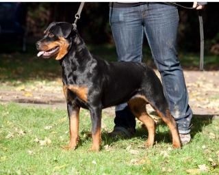 Junge Rottweiler Hündin Bess sucht neues Zuhause