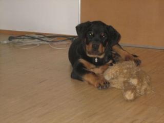 Rottweilerwelpen