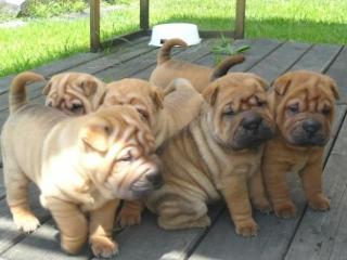 Shar pei Welpen zu verkaufen