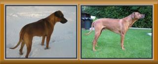 Wurfankündigung Rhodesian Ridgeback von der Hedermühle