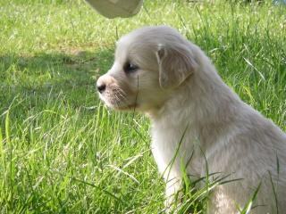 Golden Retriever Welpen