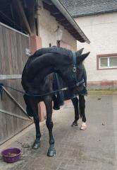 Beistellpferd in beste Hände