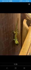 Phelsuma grandis - Madagaskar Taggecko