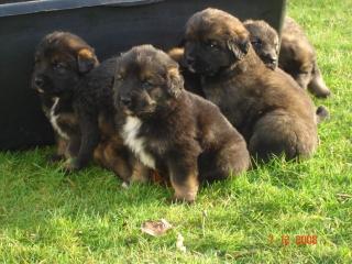 Leonberger Berner Sennen Welpen