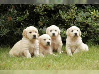 Zuckersüße Golden Retriever Welpen mit Ahnentafel