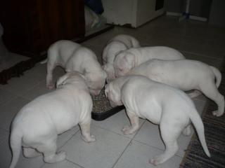 Dogo Argentino Welpen