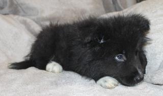 Border Collie Husky Mix Welpen Rüden