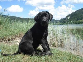 Grunderzogener Kinderlieber Stubenreiner und lieber Labrador welpe 4, 5 Monate mi