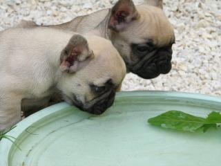 Französische bulldogge welpen in farbe fawn und schwarz