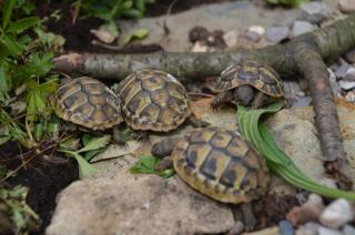 Griechische Landschildkröten Nachzucht aus 2021 CITES-Zertifikat vorhanden