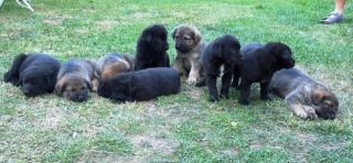 Wunderschöne Labrador-Schäferhund welpen zu verkaufen