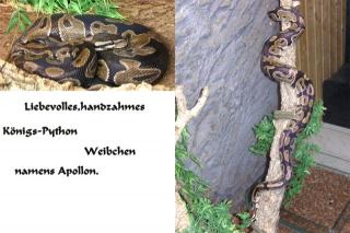 Handzahme, liebevolle Königs-Python Terrarium/klein/groß abzugeben