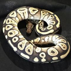 Python Regius