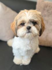 Hund Shih Tzu