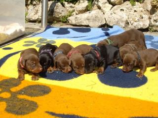 Dobermannwelpen zu verkaufen