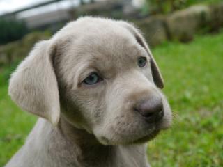 Labradorwelpen silber