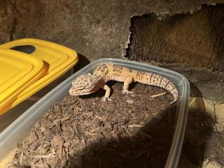 Zuchtgruppe Leopardgeckos mit Terrarium