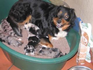 Australian Shepherd Welpen, 3 Rüden und 2 Hündinnen außergewöhnlich schön g