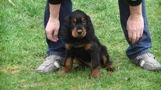 Gordon Setter Welpen