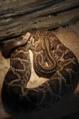 0. 1 Crotalus durissus durissus