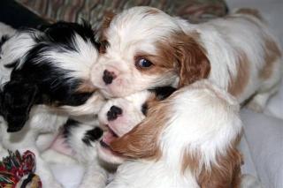 Cavalier King Charles Spaniel Welpen