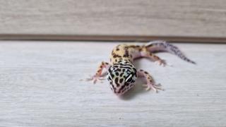 3 Leopardgecko 0. 0. 3 zu verkaufen