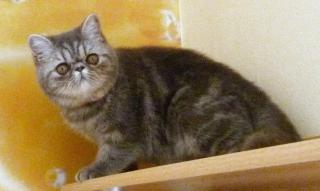 Exotic Shorthair