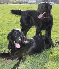 Flatcoated Retriever Welpen