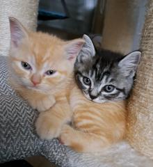 Bkh Red-tabby-kater, Black-silver-tabby-kater