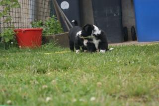 Niedliche Border Collie Welpen abzugeben