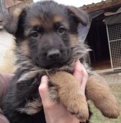 Wunderschöne Schäferhundwelpen Voranzeige