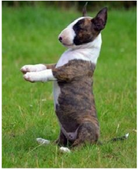 Bullterrier welpen, sehr, sehr klein, 12 Wochen, Jahresimpfung, CHIP, EU-Impfpa