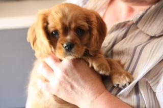 Cavalier King Charles Welpen in Ruby