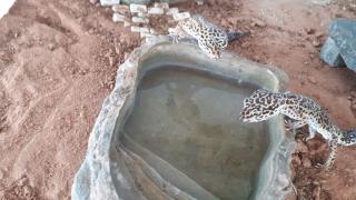 3 Leopardgeckos mit Terrarium und allem Zubehör abzugeben