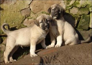 Sivas Kangal Welpen vom Bauernhof - der Freund Wächter für Familie, Tiere