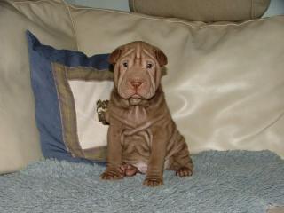 Sharpei welpen zu verkaufen