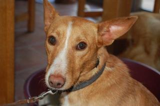 Hope/Podenco/ca. Jahre2