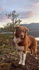 Austrailian Shepherd/Border Collie Mix sucht erfahrenes Zuhause