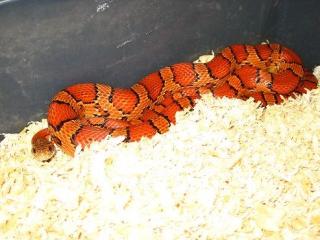 1. 1 Classic het. Hypomelanistic Sunkissed