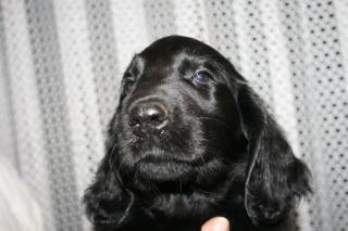 2 wunderschöne Flatcoated Retriever suchen noch ein liebes Zuhause