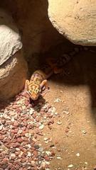 Männlicher Leopardgecko